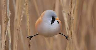 roundest bird in the world